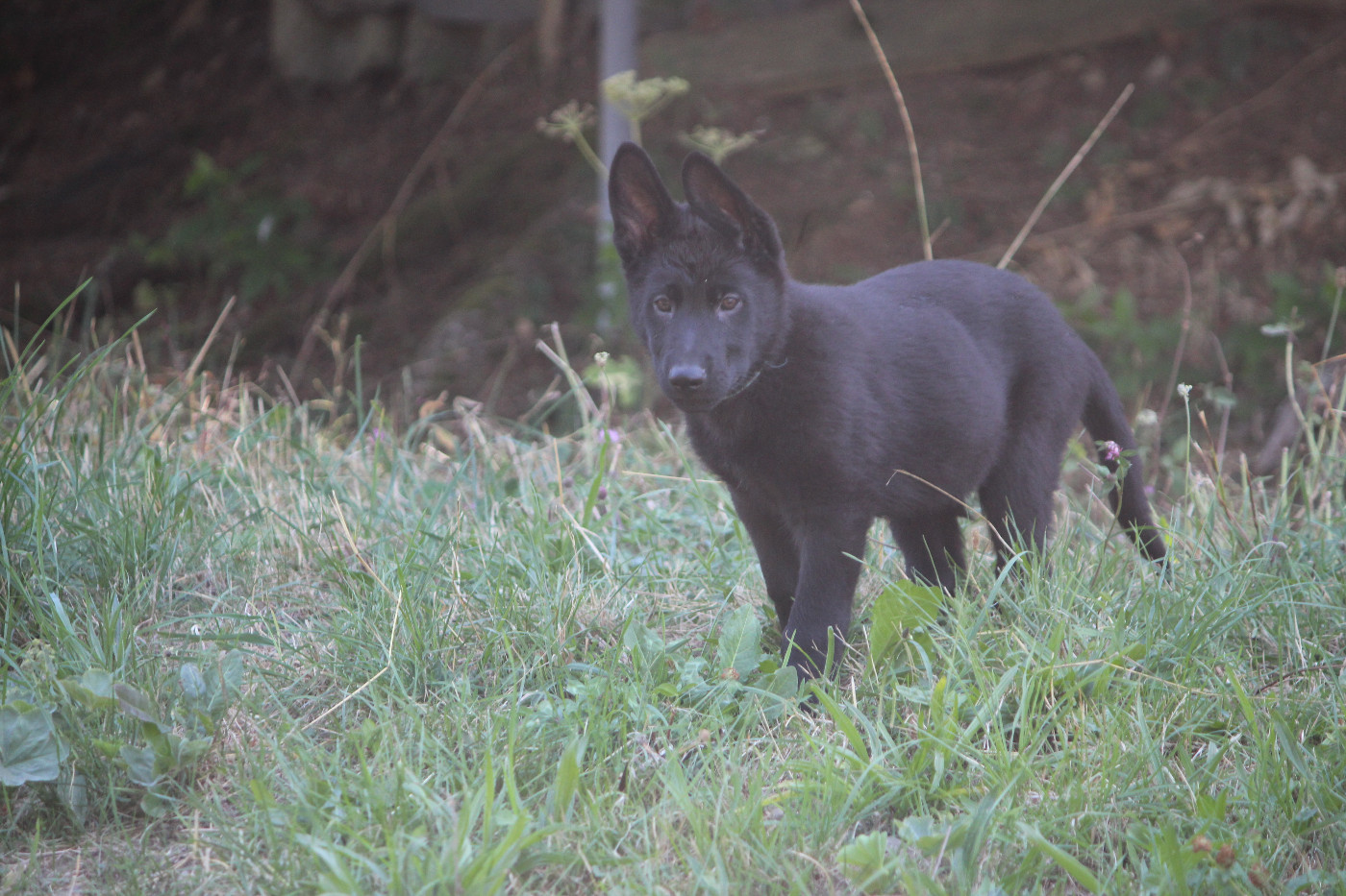 kill bill - Chiots disponibles - Berger Allemand