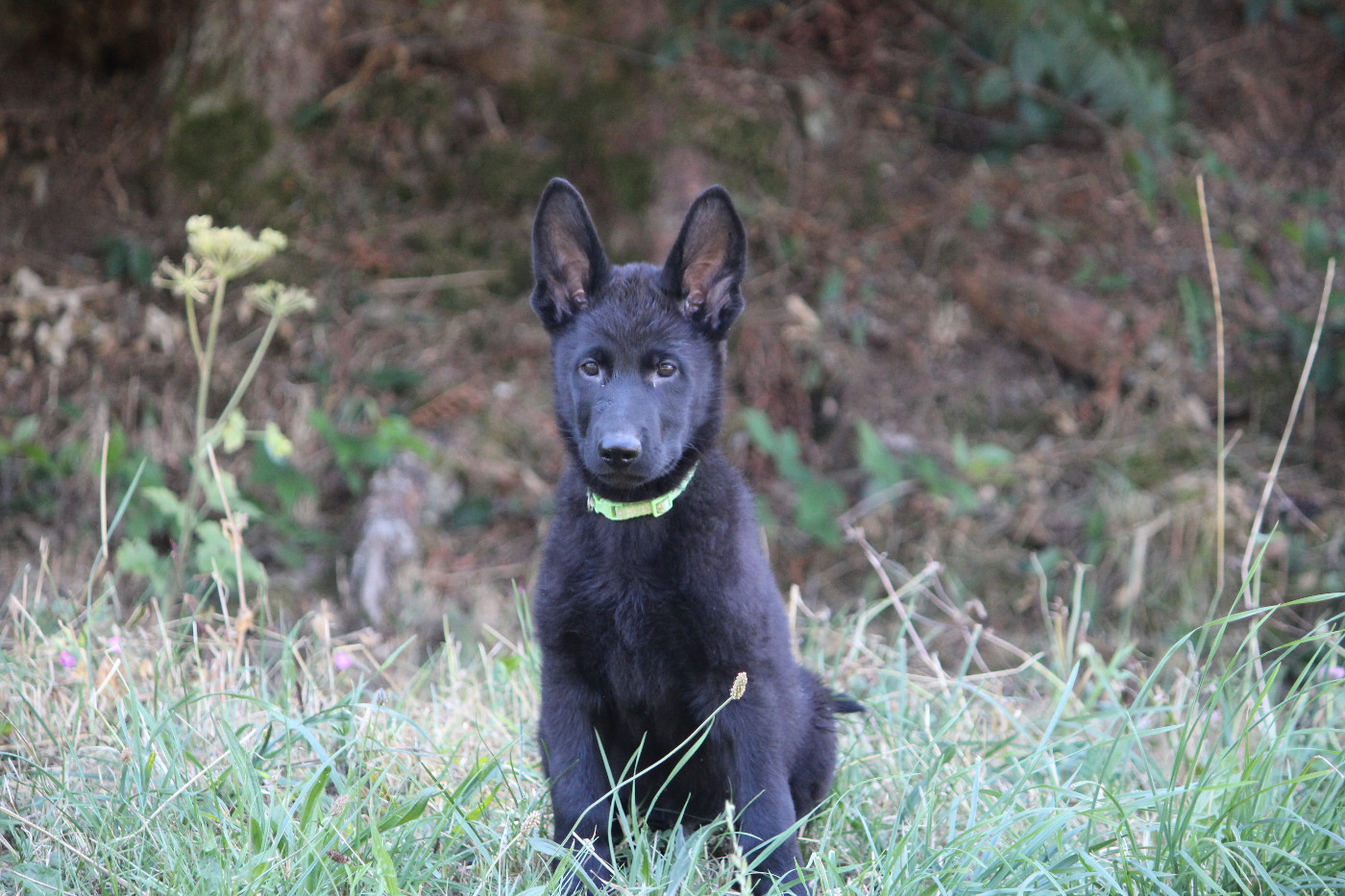 kill bill - Chiots disponibles - Berger Allemand